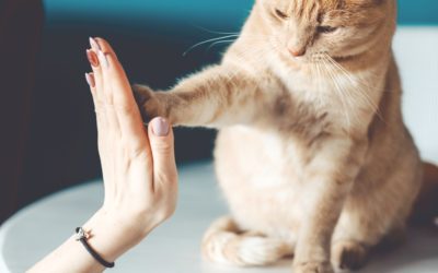 Jak poczuć, że robimy dobry użytek ze swojego życia? 10 kroków do bycia autentycznym od Brene Brown